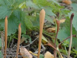 Attēlu rezultāti vaicājumam “Macrotyphula fistulosa”