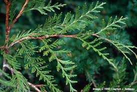Attēlu rezultāti vaicājumam “Thuja plicata flower”