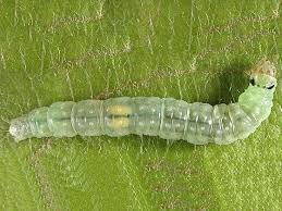 Attēlu rezultāti vaicājumam “Pandemis heparana”