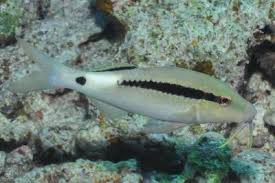 Image result for Parupeneus trifasciatus