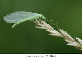 Attēlu rezultāti vaicājumam “Chrysopidae”