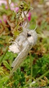 Attēlu rezultāti vaicājumam “Calliteara pudibunda”