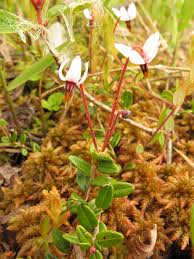 Attēlu rezultāti vaicājumam “Oxycoccus palustris flower”