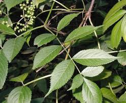 Attēlu rezultāti vaicājumam “Sambucus nigra leaf”