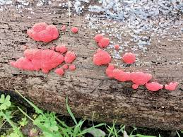 Attēlu rezultāti vaicājumam “Tubifera ferruginosa (subsp. ferruginosa) sessile”