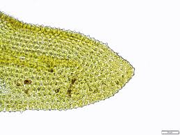 Attēlu rezultāti vaicājumam “Orthotrichum, Nyholmiella”