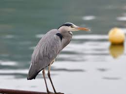 Attēlu rezultāti vaicājumam “Ardea cinerea adult”