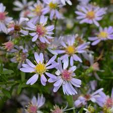 Attēlu rezultāti vaicājumam “Symphyotrichum x salignum leaf”