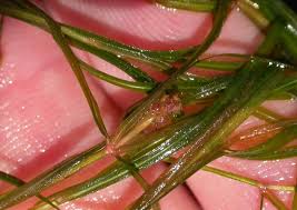 Attēlu rezultāti vaicājumam “Potamogeton compressus”