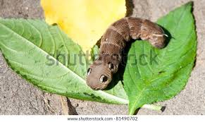 Attēlu rezultāti vaicājumam “Deilephila elpenor imago”