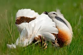 Image result for Otis tarda