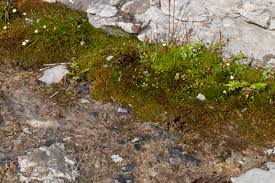 Attēlu rezultāti vaicājumam “Pseudocalliergon turgescens”