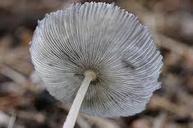 Attēlu rezultāti vaicājumam “Podostroma leucopus”