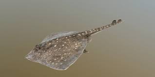 Image result for Amblyraja radiata