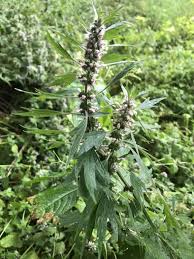 Attēlu rezultāti vaicājumam “Leonurus quinquelobatus”