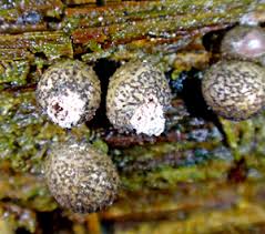 Attēlu rezultāti vaicājumam “Lycogala fuscoolearium sessile”