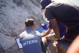 Image result for Acroteriobatus annulatus