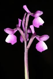 Attēlu rezultāti vaicājumam “Orchis morio”