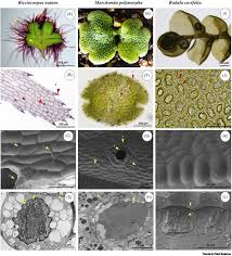 Attēlu rezultāti vaicājumam “Chiloscyphus polyanthos sporophyte”