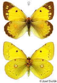 Attēlu rezultāti vaicājumam “Colias croceus”