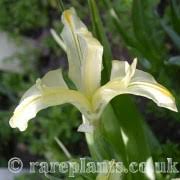 Attēlu rezultāti vaicājumam “Iris rosenbachiana”