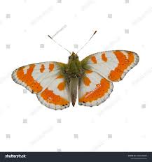 Attēlu rezultāti vaicājumam “Anthocharis cardamines”