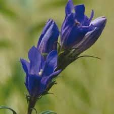 Attēlu rezultāti vaicājumam “Gentiana pneumonanthe”