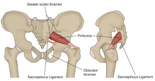 Attēlu rezultāti vaicājumam “Cribraria piriformis”