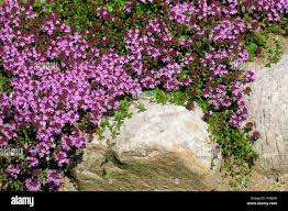 Attēlu rezultāti vaicājumam “Thymus serpyllum”