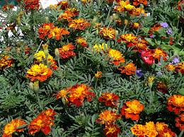 Attēlu rezultāti vaicājumam “Tagetes”