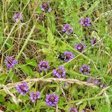 Attēlu rezultāti vaicājumam “Prunella vulgaris flower”