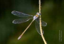 Attēlu rezultāti vaicājumam “Lestes sponsa”