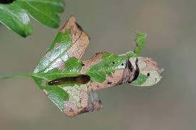 Attēlu rezultāti vaicājumam “Caliroa annulipes larva”