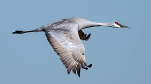 Attēlu rezultāti vaicājumam “Gruiformes”