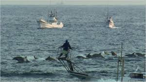 Image result for japan dolphin slaughter