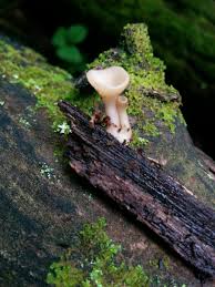 Attēlu rezultāti vaicājumam “Hyaloscypha hyalina”