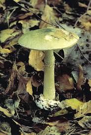 Attēlu rezultāti vaicājumam “Amanita phalloides”