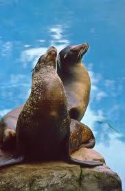 Image result for Eumetopias jubatus