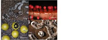 Attēlu rezultāti vaicājumam “Diderma simplex”