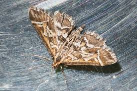 Attēlu rezultāti vaicājumam “Diasemia reticularis”