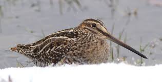 Image result for Gallinago delicata