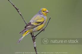 Image result for Carduelis citrinella