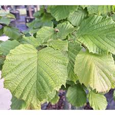 Attēlu rezultāti vaicājumam “Corylus avellana leaf”
