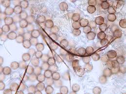 Attēlu rezultāti vaicājumam “Didymium nigripes”