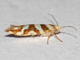 Attēlu rezultāti vaicājumam “Argyresthia goedartella”