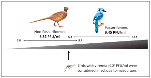 Attēlu rezultāti vaicājumam “Passeriformes”