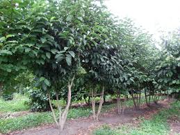 Attēlu rezultāti vaicājumam “Magnolia kobus”