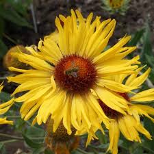 Image result for Gaillardia