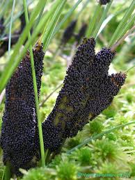 Attēlu rezultāti vaicājumam “Badhamia lilacina”