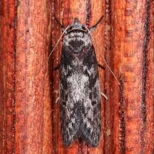 Attēlu rezultāti vaicājumam “Oecophoridae”